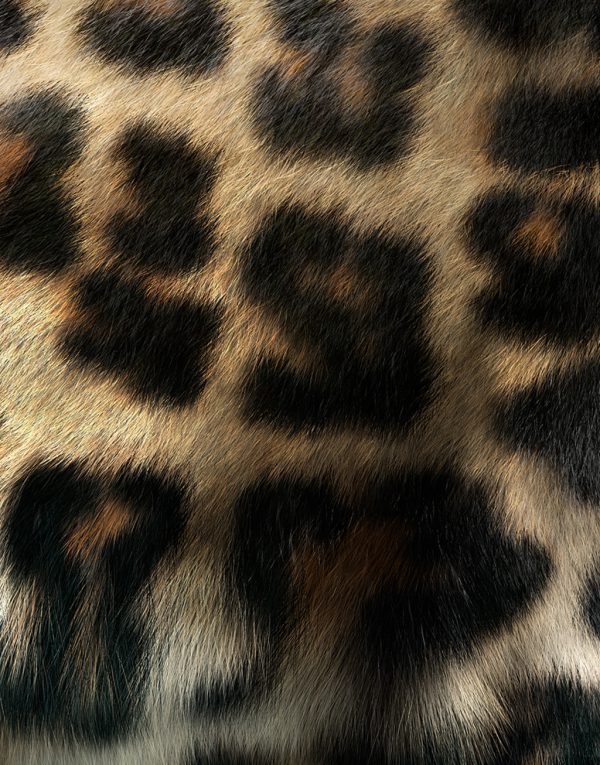 Leopard-3